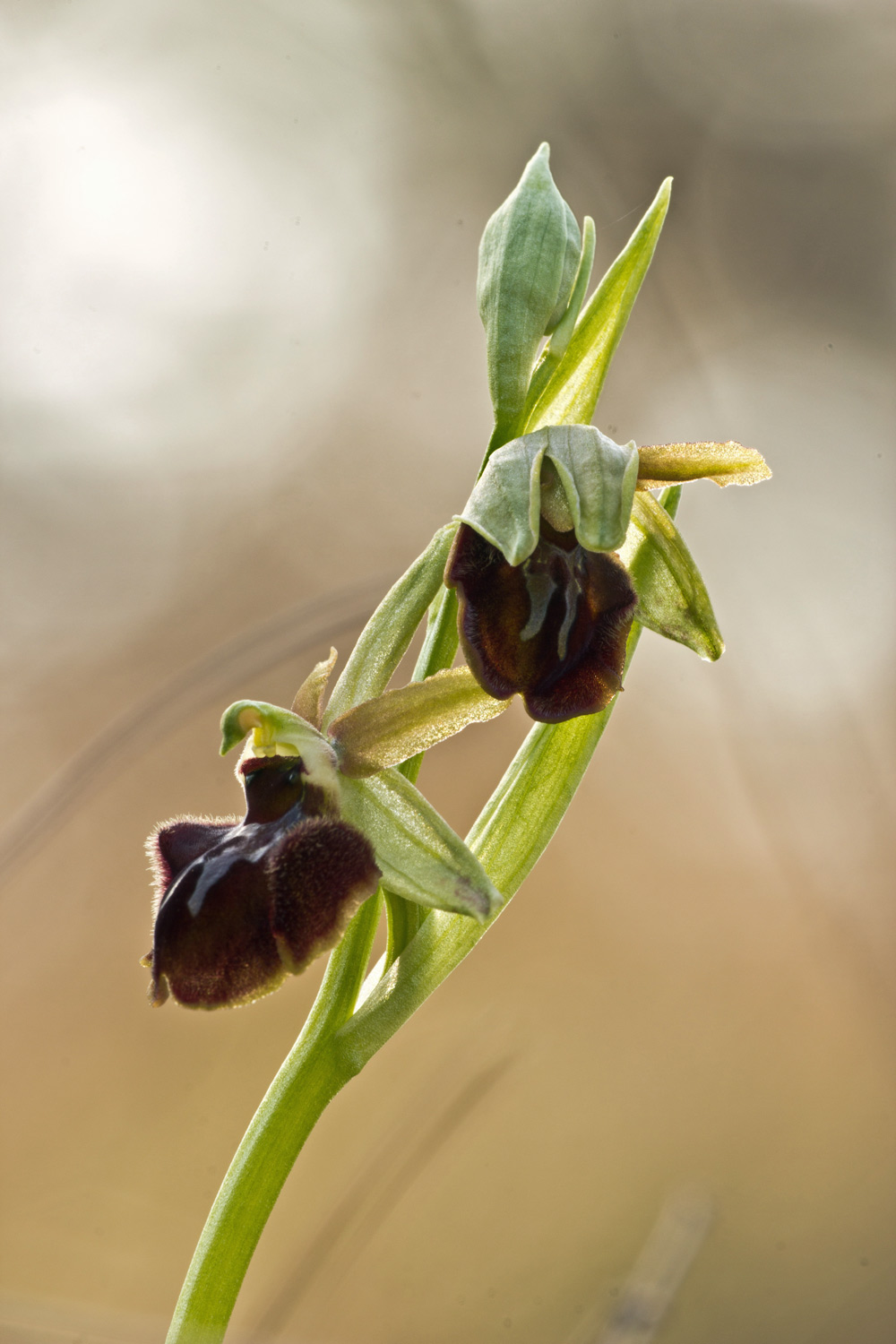 Ophrys sphegodes subsp. sphegodes Mill. -